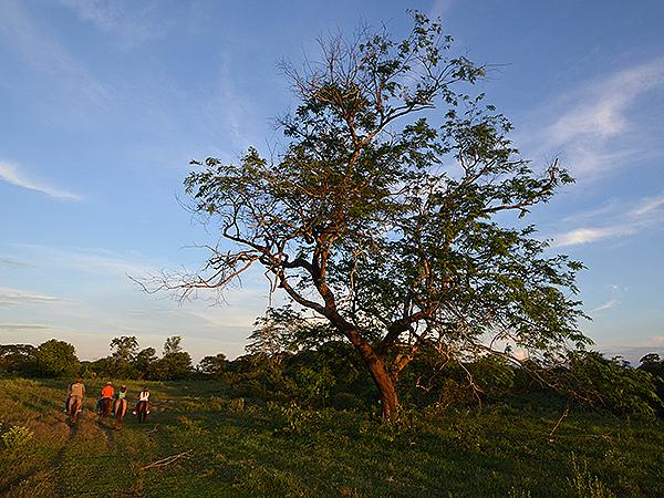 Cabalgatas En Tiuma Park