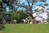 Cabalgatas en Tiuma Park