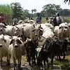 Cabalgatas en Tiuma Park