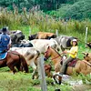 Cabalgatas en Tiuma Park