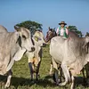 Cabalgatas en Tiuma Park