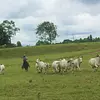 Cabalgatas en Tiuma Park