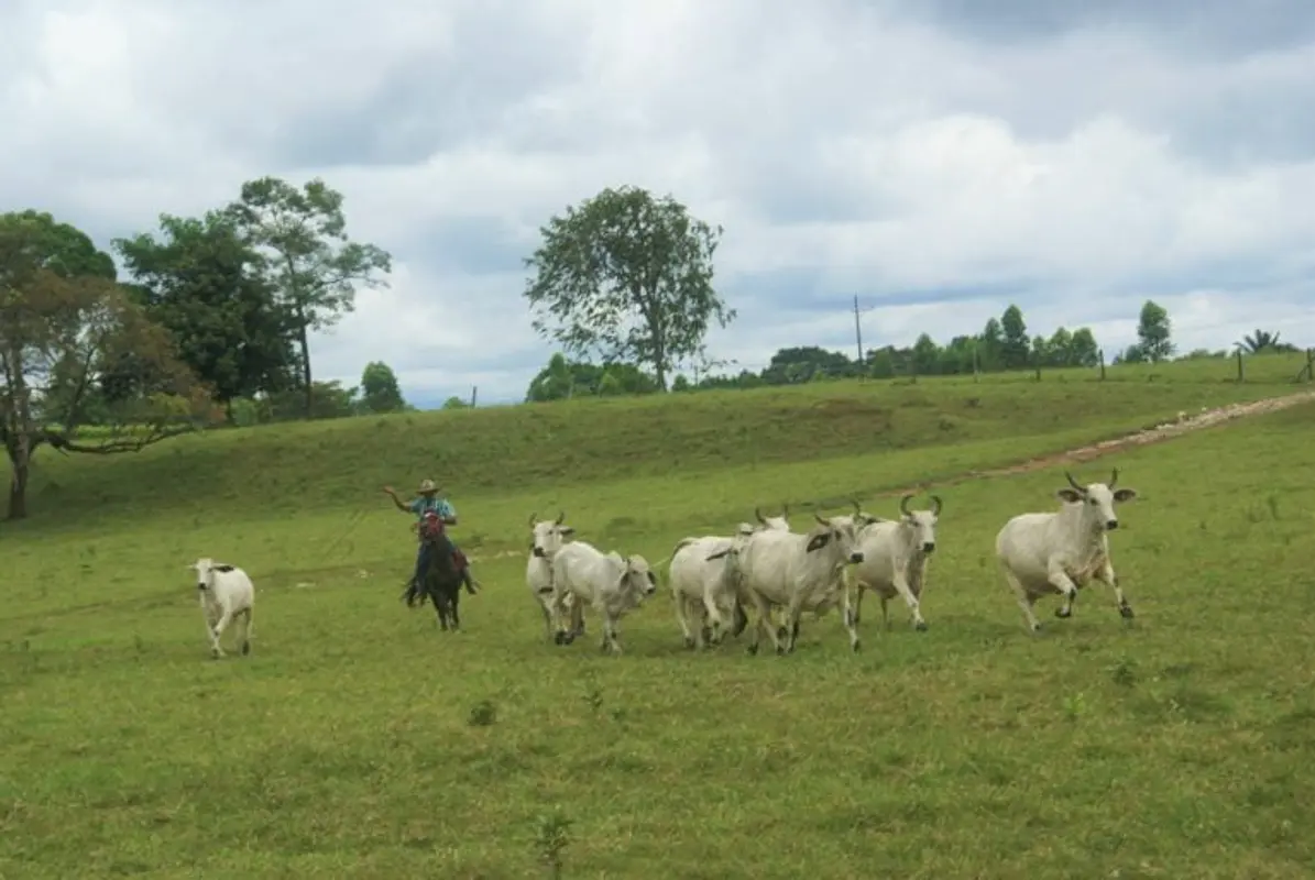 Cabalgatas en Tiuma Park