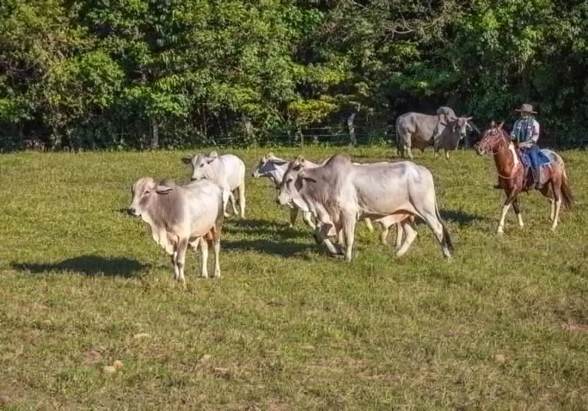 Cabalgatas en Tiuma Park