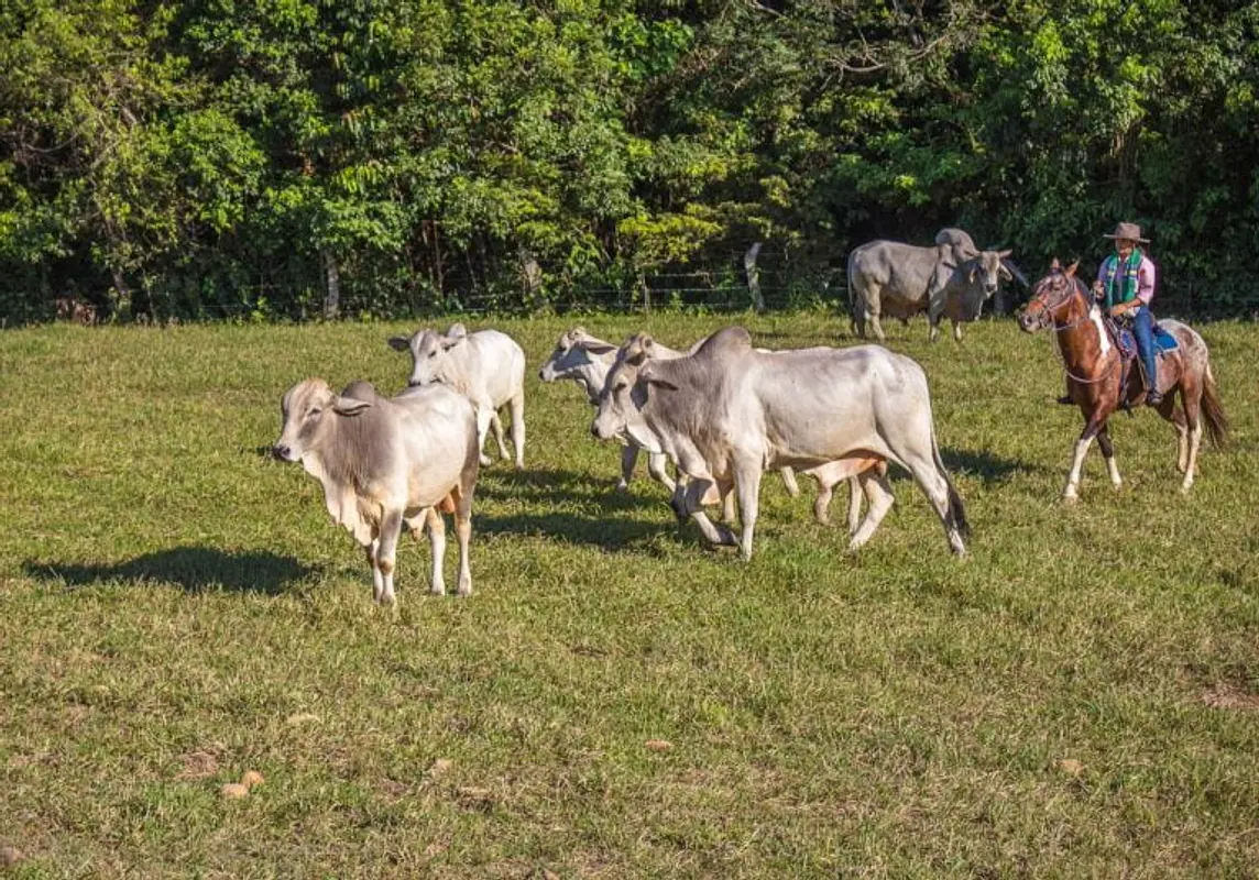 Cabalgatas en Tiuma Park