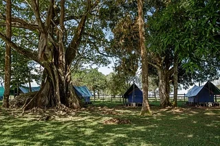 Jungla Camping - 3 Personas